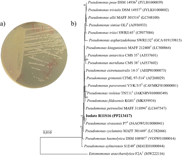 Phylogenetic affiliation of the enzyme-producing strain R11S16. a Colony morphology of strain R11S16 grown on TSA follow