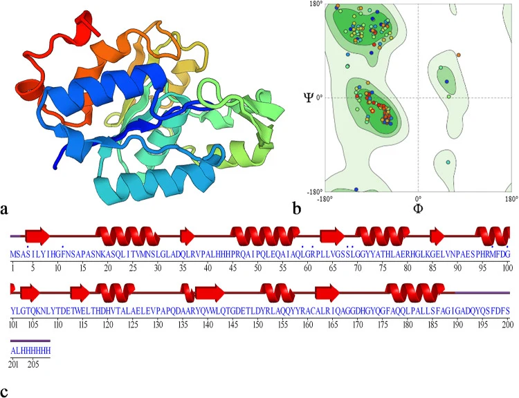 a PsEst yfh ’s 3D structure constructed by SwissModel. Blue and red regions represent the N-terminus and C-terminus, res