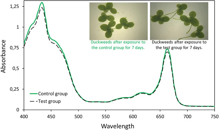 Absorption spectra of duckweed homogenates after exposure to the control group (green straight line) and the test group (black dashed line). The control group was 50 mM Tris-HCl buffer (pH 9), while the test group was the ultrafiltrate of the reaction mixture after azithromycin removal experiments.