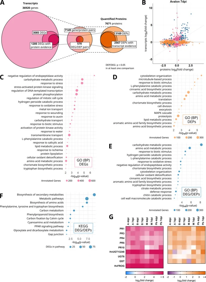 A Integrated analysis of gene transcript and protein abundances in barley spikes following Fusarium culmorum infection. Transcriptomic profiling was performed using 3′-RNA sequencing, with reads mapped to the Morex V3 reference genome, resulting in 36,920 reliably detected gene models. Differential