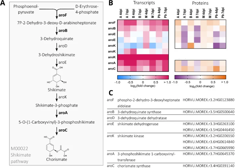 A Schematic overview of the shikimate pathway. Enzymes that are part of the 570 differentially expressed gene/protein (DEG/DEP) pairs are shown in bold. Fold changes are considered significant at a FDR-corrected P -value < 0.05. B Differential expression of shikimate pathway gene transcripts and