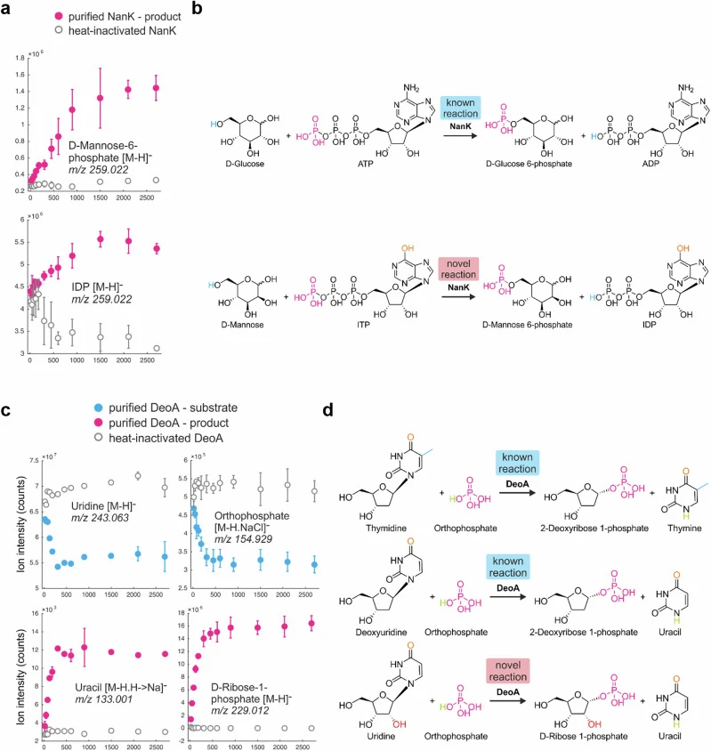 a Validation of NanK. Ion traces obtained from mass spectrometry-based validation experiments, showcasing the incubation of purified NanK in assay buffer containing only the substrates D-Mannose and ITP. b Reaction schemes of NanK. Depiction of known and novel reaction schemes of NanK. c Validation
