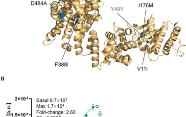 (A) Homology model of AlkS with labelled mutation sites. Synonymous mutations are shown in grey, while non‐synonymous mu