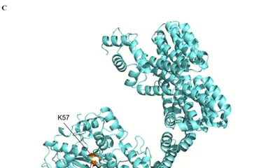(A) Schematic diagram of docking simulations between AlkS mutant and isobutanol. AlkS is displayed in light blue, isobut