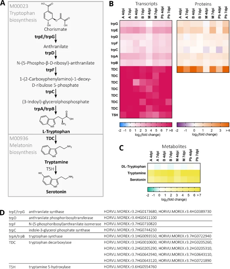 A Schematic overview of the tryptophan biosynthesis and melatonin biosynthesis pathways. Enzymes that are part of the 570 differentially expressed gene/protein (DEG/DEP) pairs are shown in bold. Fold changes are considered significant at a FDR-corrected P -value < 0.05. B Differential expression