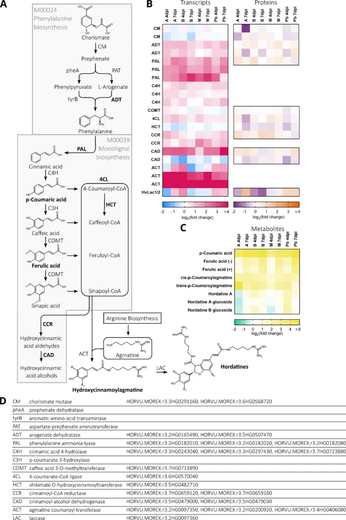 A Schematic overview of the phenylalanine biosynthesis and monolignol biosynthesis and hordatine biosynthesis pathways. Enzymes that are part of the 570 differentially expressed gene/protein (DEG/DEP) pairs are shown in bold. Fold changes are considered significant at a FDR-corrected P -value < 0