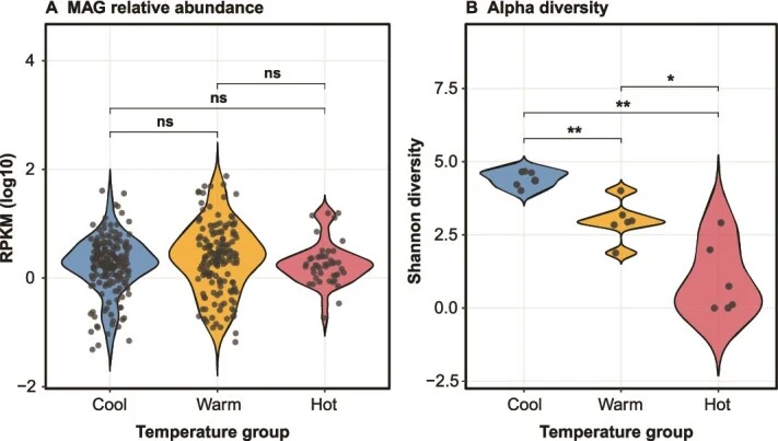 MAG relative abundance and alpha diversity across different temperature regimes (<20°C; 20°C–45°C; >45°C; [ 19 ]). (A) Violin plots of distribution and abundance of MAGs measured in reads per kilobase per million mapped reads (RPKM) and displayed on a log₁₀ scale. Each point denotes one MAG; v
