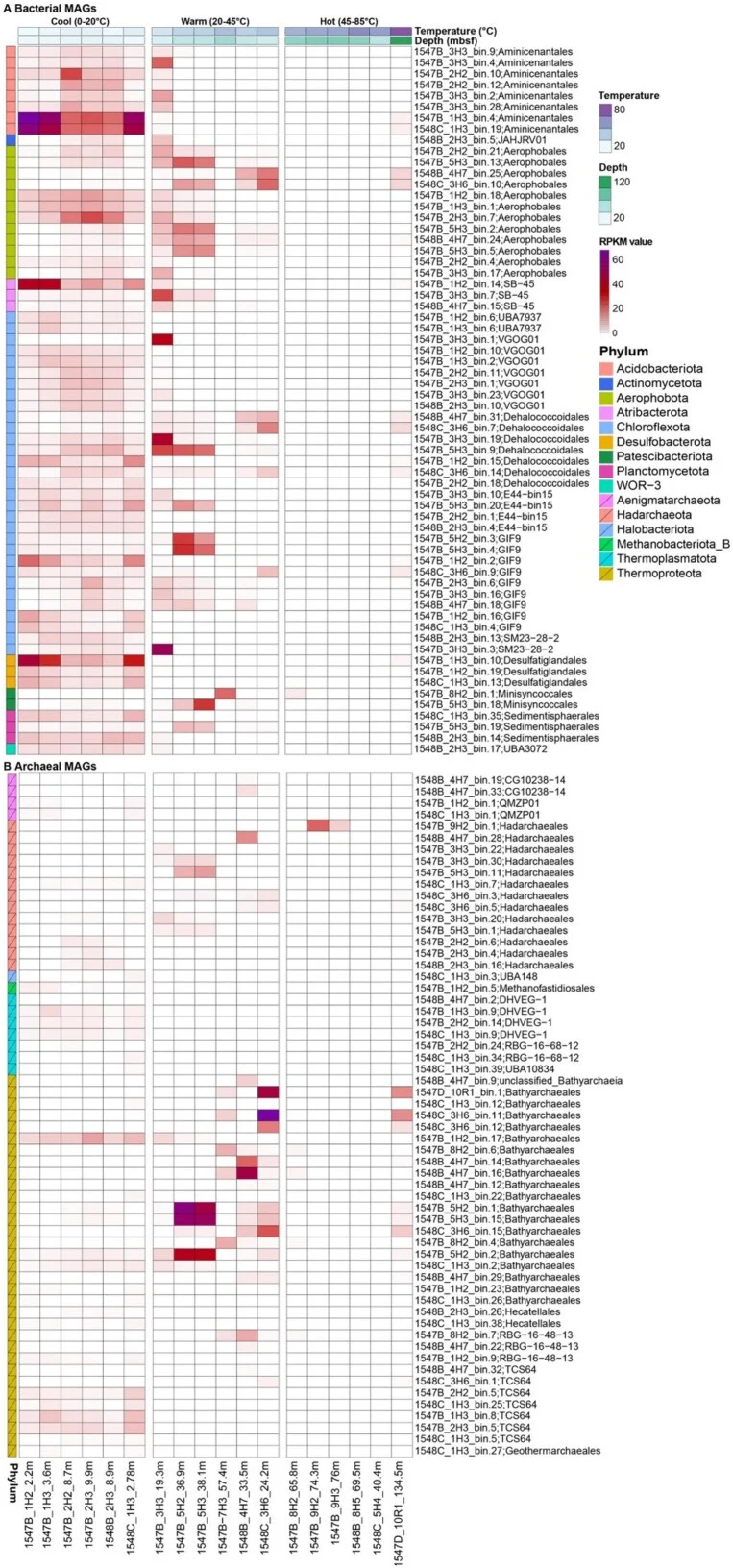 Overview heatmap of bacterial and archaeal MAG distribution on the Ringvent sites U1547B, U1547D, U1548B, and U1548C with temperature classes (<20°C; 20°C–45°C; >45°C; [ 19 ]) and by depth. Each column shows the percentage of total pre-processed metagenomic reads (relative abundance) that mapp