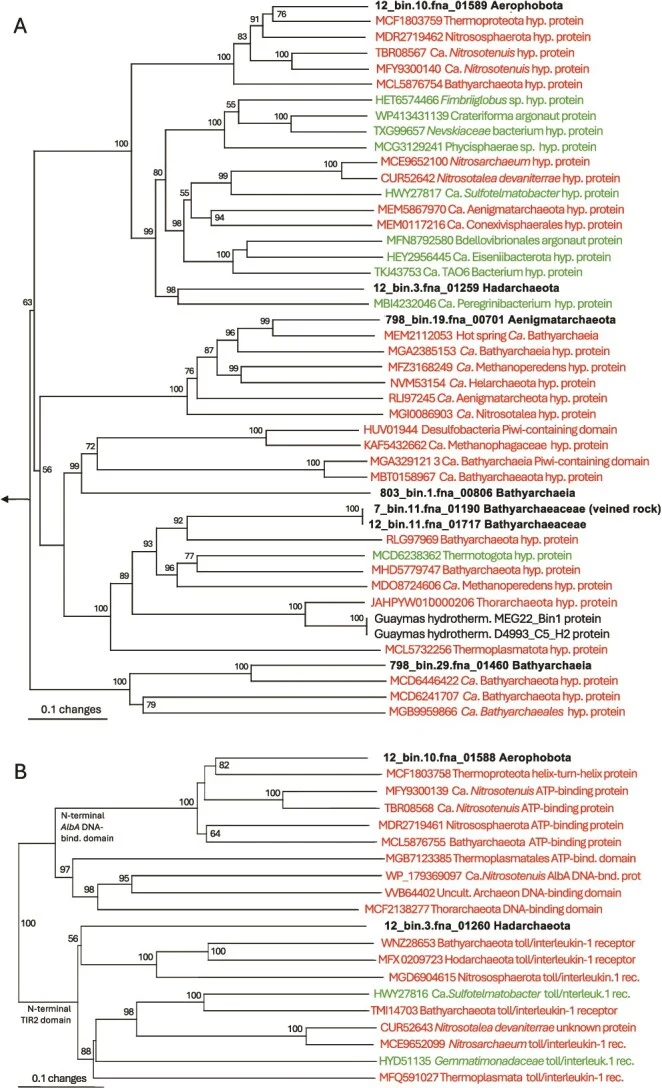 Minimum evolution phylogeny (averaged distances) of Argonaute protein sequences and closest GenBank matches identified with BlastX and BlastP, and in curated databases [ 46 ]. Archaeal database genes are highlighted in red, bacterial database genes in green. Taxon labels retain the taxonomic annotat