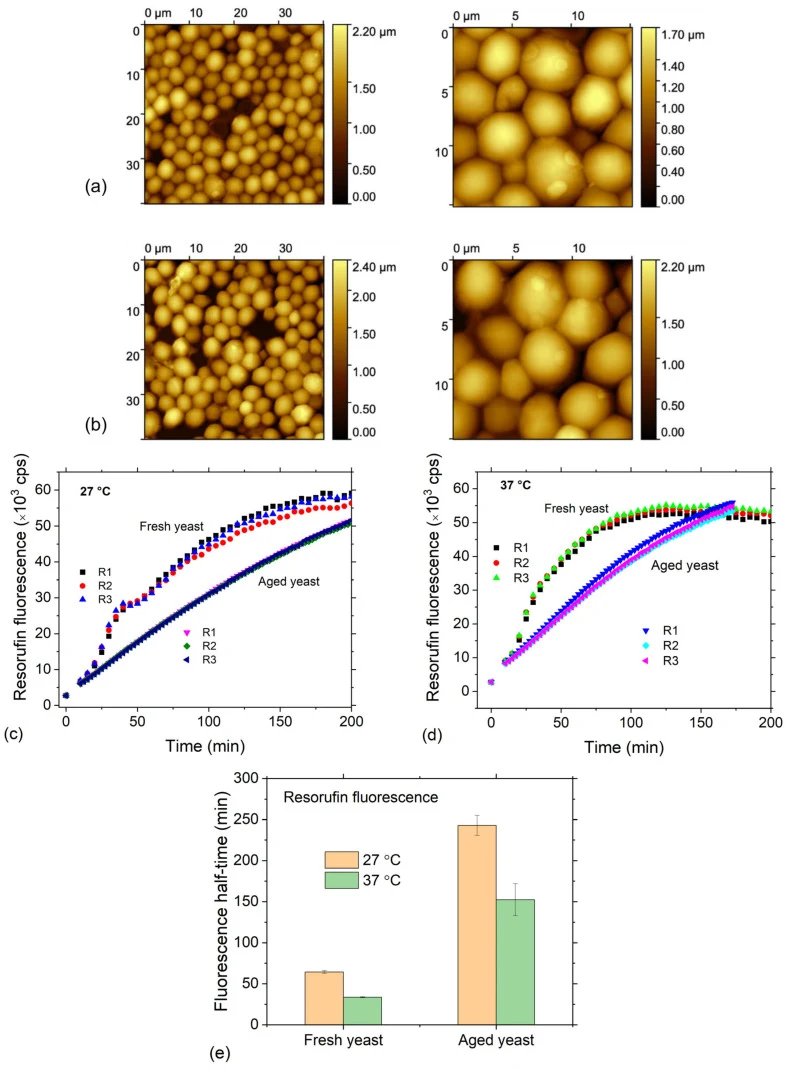 Morphological and metabolic characterization of yeast cells. ( a , b ) AFM images of yeast cells comparing aged ( a ) and fresh ( b ) cells. Images of both cell types show similar features typical of budding yeast cells. ( c , d ) Comparison of yeast metabolic activity between aged and fresh yeast c