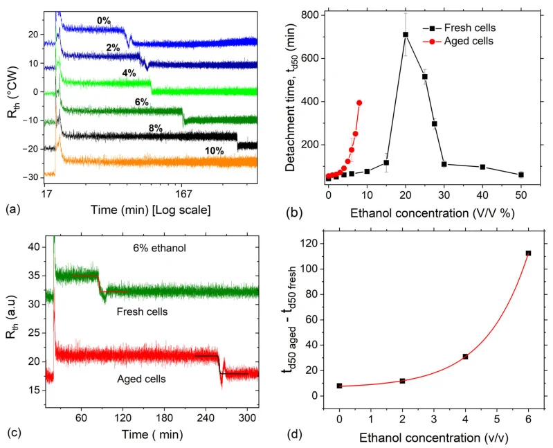 Assessing cell quality through spontaneous detachment. ( a ) Combined plots comparing the detachment response of aged yeast cells, with data displaced along the vertical axis for easy visualization. No detachment is observed for cells in 9% and higher ethanol concentrations. ( b ) Detachment time as