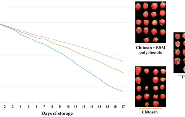 Effect of RSM polyphenols on the protective effect of chitosan on strawberry fruits.