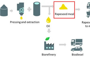 Scheme of rapeseed meal production and processing and its connection to feed market and biofuel biorefineries.