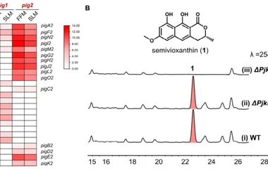 Comparative transcriptomics and targeted gene disruption establish pig2 as the essential active naphthopyranone biosynth