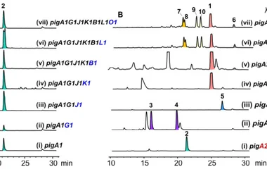 HPLC profiles of A. oryzae NSAR1 transformants. ( A ) pig1 BGC; ( B ) pig2 BGC. Peaks labeled 1 – 10 correspond to the c