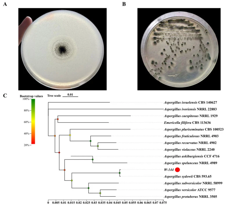Isolation and phylogenetic analysis of strain W144 using ITS and beta tubulin gene (obtained from whole-genome sequencin