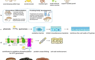 The role of laccase in the growth of edible fungi: ( a ) degradation of lignin and release of carbon sources, ( b ) prim