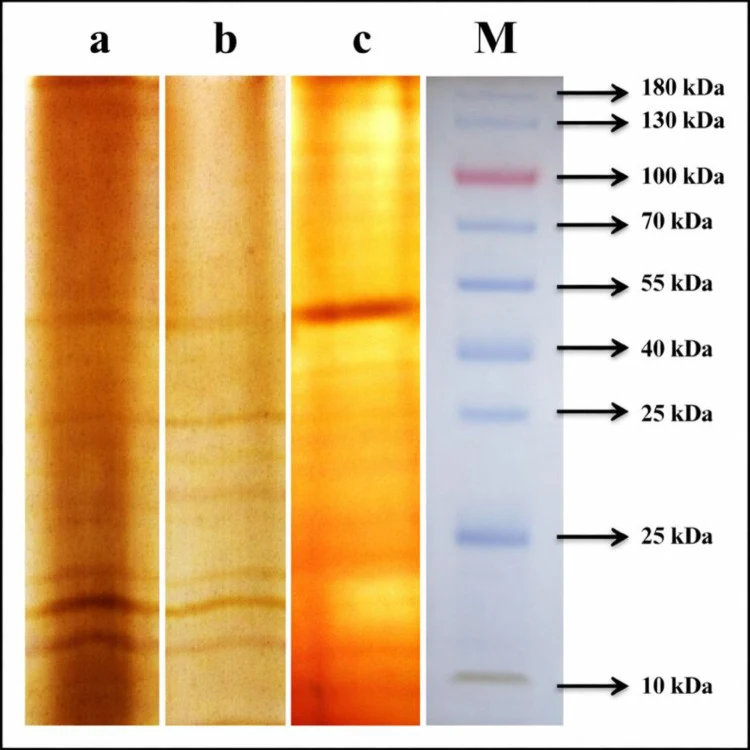 地衣芽孢杆菌SO8漆酶的SDS-PAGE分析。M:标记物;a:粗提物;b:水相;c:界面沉淀。