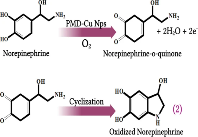 PMD-Cu Nps氧化去甲肾上腺素的 proposed 机制。