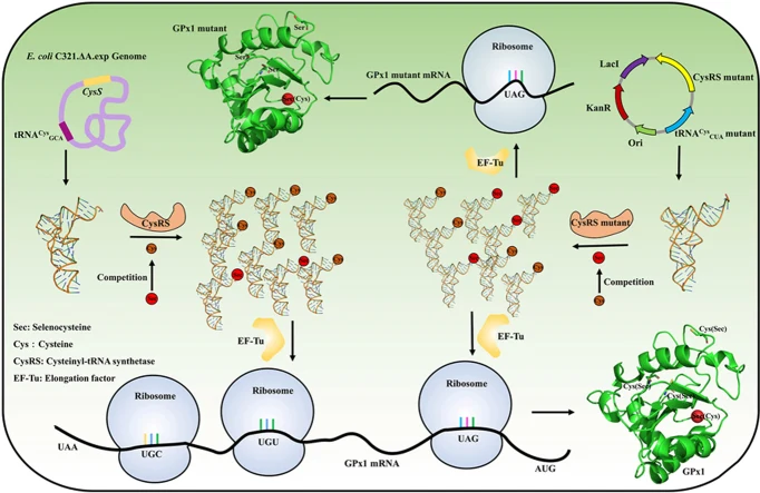 Reassigning an amber codon to selenocysteine using a functio