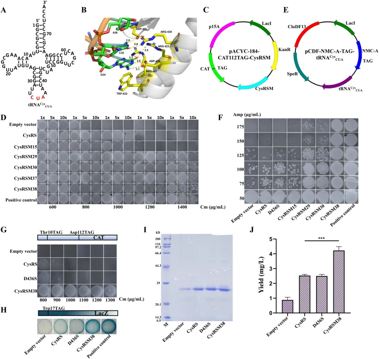 Evolution of the anticodon binding domain of CysRS. ( A ) Cloverleaf structure of E. coli tRNA Cys CUA , with the anticodon highlighted in red. ( B ) Structural representation of interaction sites within the anticodon domain of CysRS, visualized using the open-source PyMOL software based on the Prot