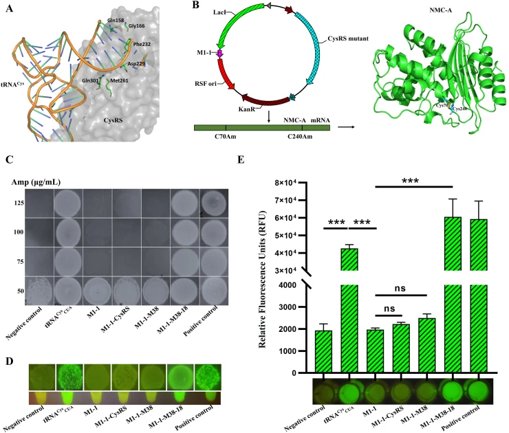 Screening CysRS variants with higher affinity for M1-1. ( A ) Structural illustration of selected residues surrounding the first three base pairs of tRNA Cys . Structural visualization of CysRS⋅tRNA Cys (PDB ID: 1U0B ) using PyMOL. ( B ) Schematic diagram of the screening approach. NMC-A reporter pr