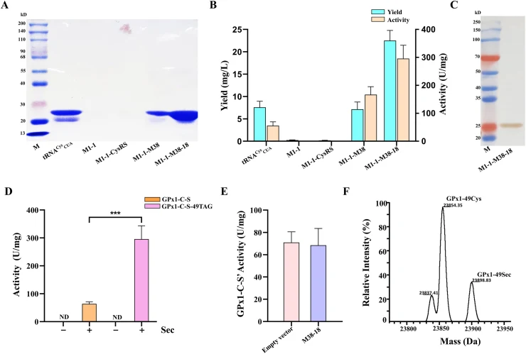 Functional validation of the M38-18/M1-1 pair based on selenoprotein GPx1-C-S-49TAG expression. ( A ) SDS-PAGE analysis of GPx1-C-S-49TAG expressed by the M38-18/M1-1 pair group and control groups. ( B ) Total protein yield and activity analysis of GPx1-C-S-49TAG expressed by the M38-18/M1-1 pair gr