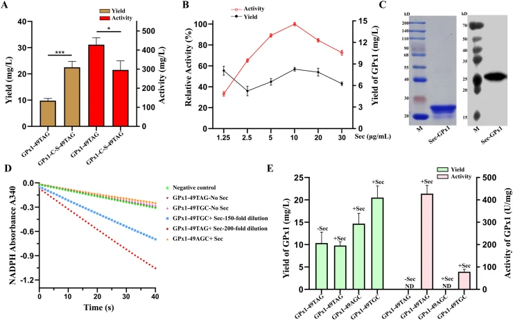Expression and characterization of natural GPx1 using the M1-1/M38-18 pair. ( A ) Total protein yield and activity of GPx1-49TAG (natural GPx1) expressed by M1-1 and M38-18. ( B ) Total protein yield and activity of GPx1-49TAG expressed by M1-1 and M38-18 using different concentrations of Sec. Activ
