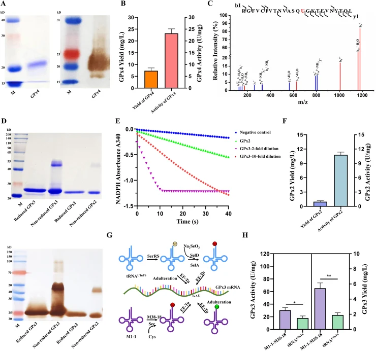 Expression of other GPxs using the M1-1/M38-18 system. ( A ) SDS-PAGE and Western blotting analyses of GPx4 expressed by the M1-1/M38-18 pair. ( B ) Total protein yield (mg/L) and activity (U/mg) of GPx4 expressed by the M1-1/M38-18 pair. ( C ) LC-MS/MS detection of Sec incorporation at position 46