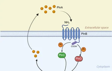 An optimized CRISPR/Cas9-based genome editing platform enhances bacteriocin prod