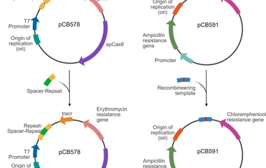 CRISPR/Cas9基因组编辑平台促进植物乳杆菌细菌素合成