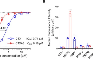 CTXA8 binds to MMP-2 with higher affinity and selectivity than CTX. (A) Concentration-displacement relationships for CTX