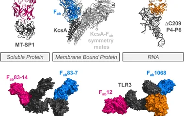 结构表征的Fab结合蛋白示例：涵盖可溶性（MT-SP1-E2，PDB 3BN9）、膜蛋白（KcsA-Fab，1K4C）及RNA（ΔC209 P4-P6-Fab2