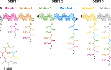 6-脱氧赤霉糖内酯B合酶（DEBS）由DEBS1、DEBS2和DEBS3三个大蛋白组成，各含两个延伸模块，每轮延伸修饰后转移至下一模块。KS为酮合酶，AT为酰基转移酶，KR为酮还原酶，ACP为酰基