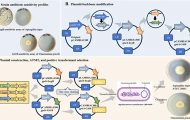 Schematic overview of selection marker optimization and vector construction for improved fungal genetic transformation.