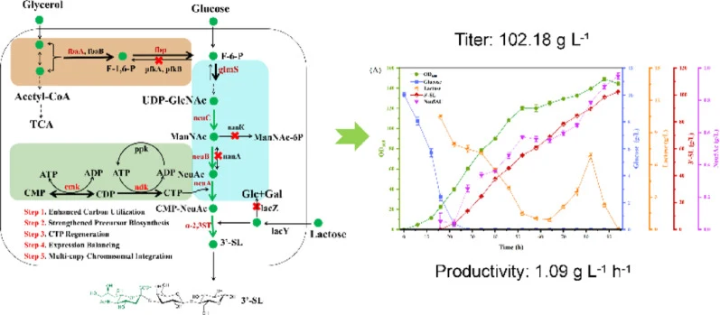 Systematic pathway engineering of Escherichia coli for enhan