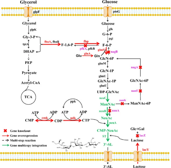 Metabolic pathway for the biosynthesis of 3′-SL in engineered E. coli BL21 (DE3). Overexpressed genes are highlighted in red, knockout genes are annotated in purple; multicopy integrate genes are indicated in green; black dotted lines represented multistep reaction. Key gene abbreviations: glmS , en