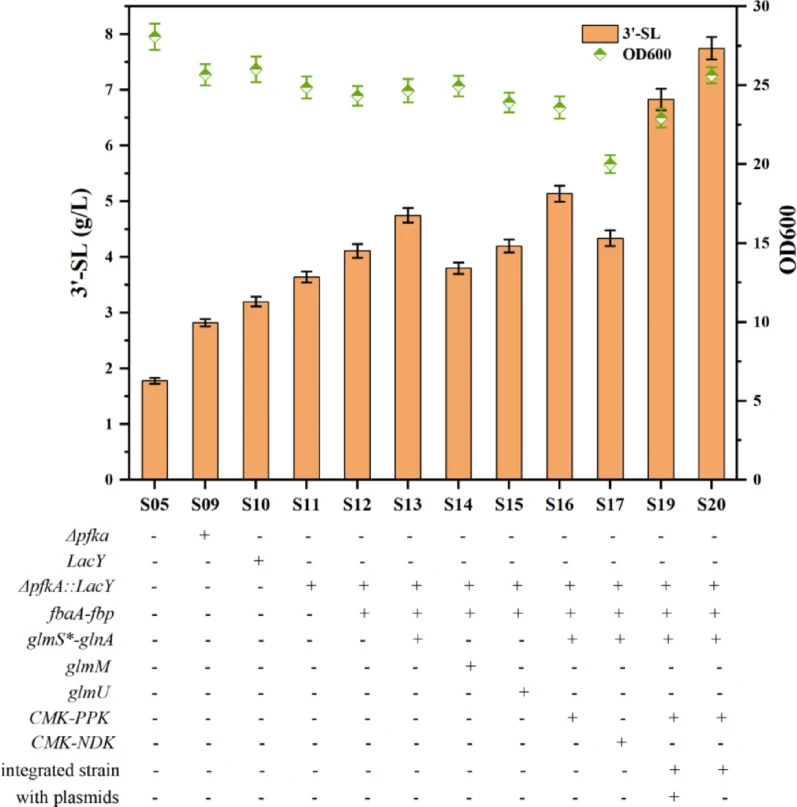 Comparison of engineered strains with deletions or over expression of selected genes “+” indicates the presence of the corresponding genetic modification, whereas “−” indicates its absence