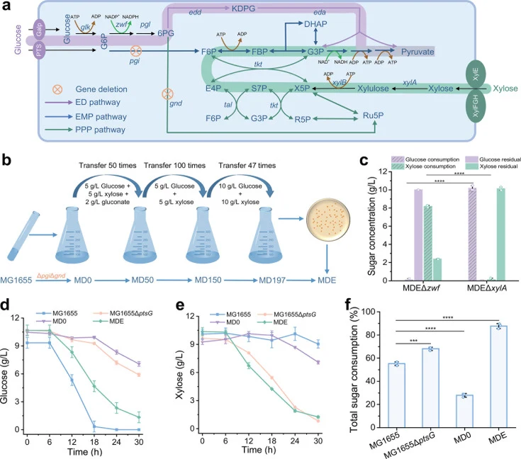 Design strategy to obtain the efficient glucose and xylose co-utilizing strain E. coli MDE. ( a ) Schematic illustration of glucose and xylose metabolism in E. coli MD0. PTS, phosphotransferase system; GalP, galactose permease; XylE, xylose transporter; XylFGH, xylose ABC transporters; glk , glucoki