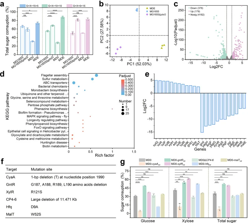 Transcriptome and whole-genome sequencing analysis of E. coli MDE. ( a ) Comparison of total sugar consumption by E. coli MG1655, E. coli MG1655Δ ptsG , E. coli MD0, and E. coli MDE during shake flask fermentation. The shake flask fermentation was carried out in a 300 mL shake flask with 15 g/L gluc