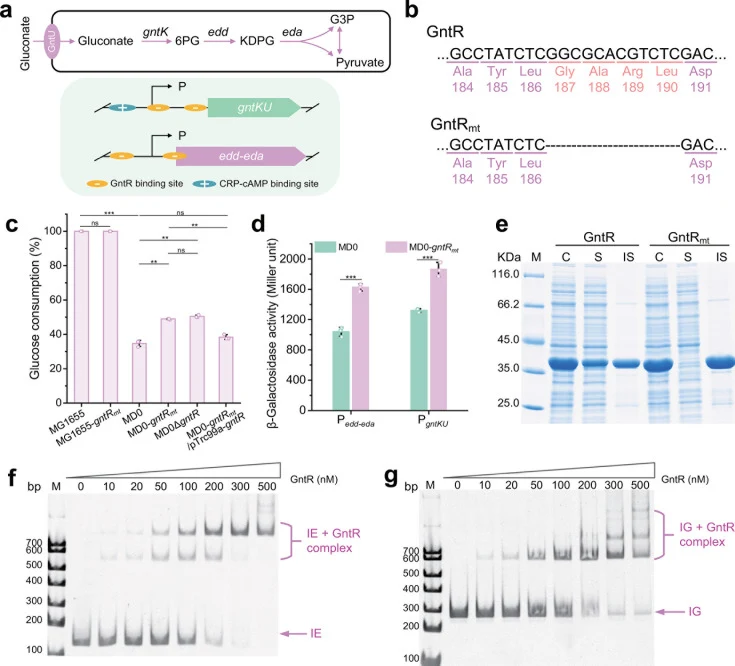 Molecular mechanism of enhanced glucose utilization in E. coli MDE by GntR mt . ( a ) Transcriptional organization of the GntR-regulated operons. GntU, low-affinity gluconate transporter; gntK , D-gluconate kinase encoding gene; edd , phosphogluconate dehydratase encoding gene; eda , KDPG aldolase e