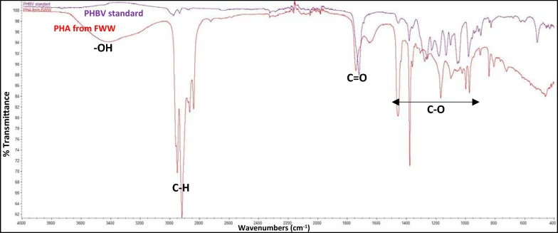 来自FWW生物合成的PHA与PHBV标准品相比的FTIR光谱。