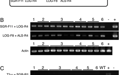 Enhanced saccharification yields from rice straw by senescen