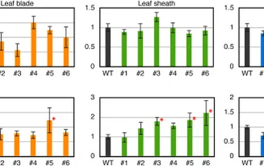 Enhanced saccharification yields from rice straw by senescen