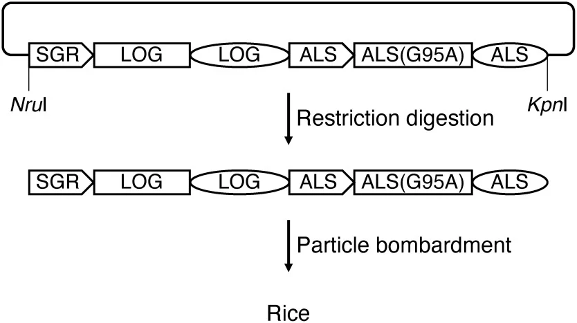 Enhanced saccharification yields from rice straw by senescen