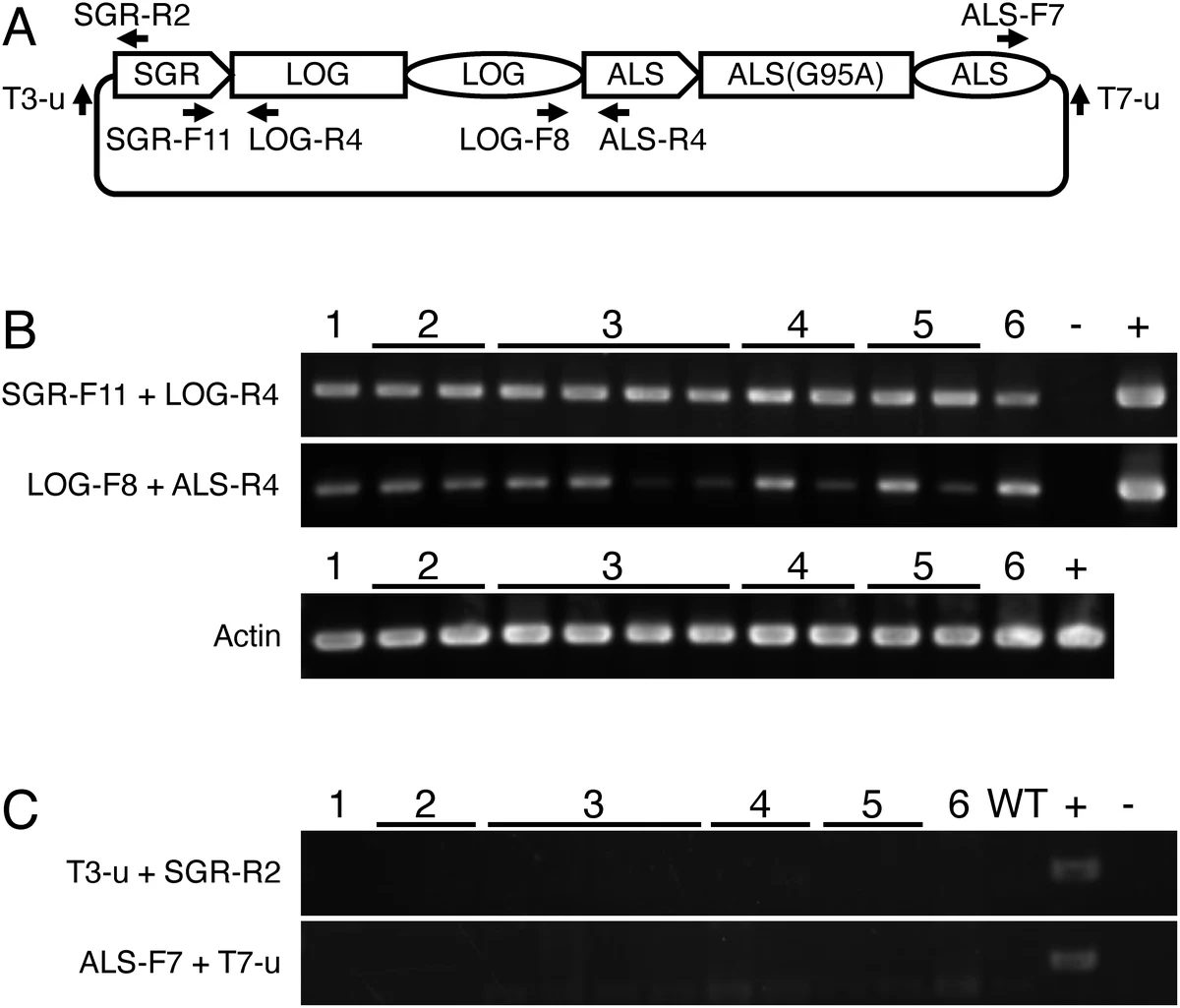 Enhanced saccharification yields from rice straw by senescen