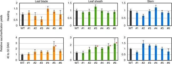 Enhanced saccharification yields from rice straw by senescen