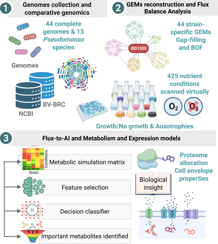 Predicting Strain-Specific Metabolic Capabilities in the Gen