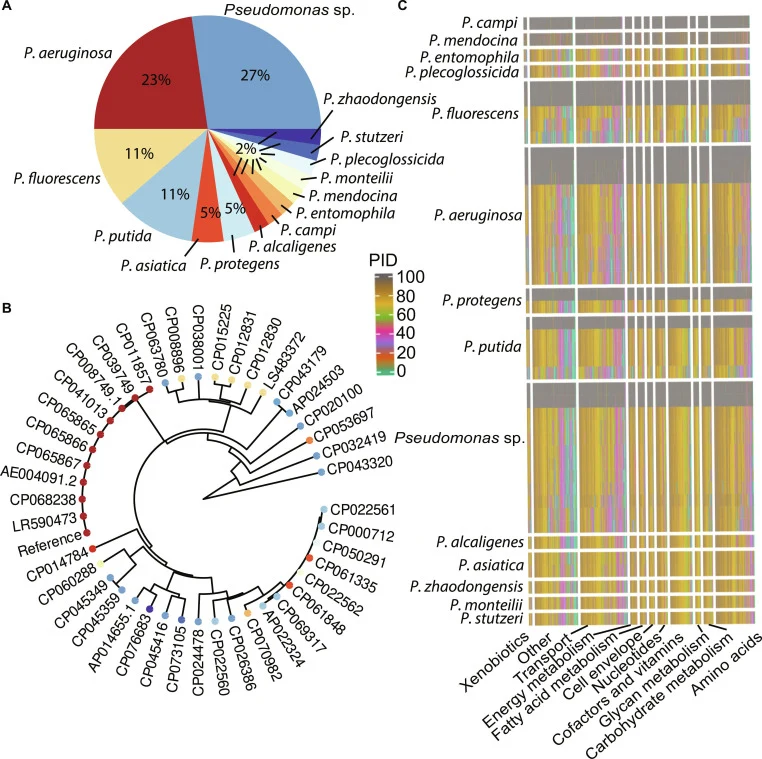 (A) Species distribution of the 44 Pseudomonas genomic sequences downloaded from the Pathosystems Resource Integration Center (PATRIC) and National Center for Biotechnology Information (NCBI) GenBank databases. (B) Phylogenetic tree of 44 Pseudomonas strains reconstructed from 16S ribosomal RNA (rRN