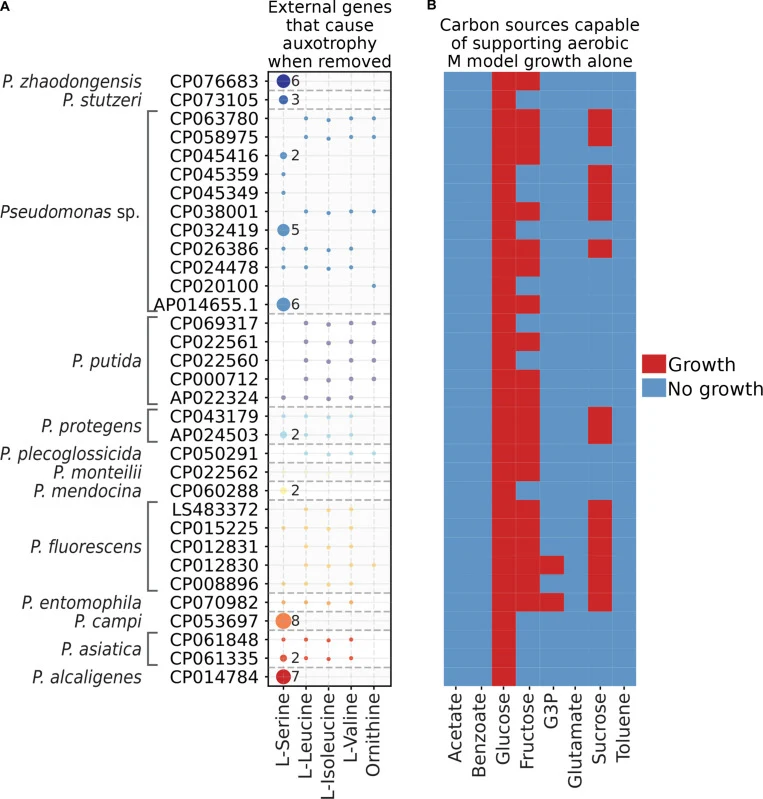 (A) Potential auxotrophies for the 44 strain-specific genome-scale metabolic models (GEMs). Rows are the GenBank accessions for the strains. Columns represent the nutrient for which the strains are auxotrophic. The Pseudomonas aeruginosa model had no additional auxotrophies; thus, it is not plotted.